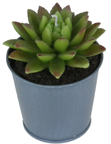 VASO C/CANDELA PIANTA GRASSA